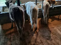 公牛, Cattle — 照片 3