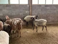 Bélier, Moutons — photo 7