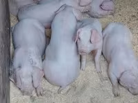 Boar, Pigs — photo 5