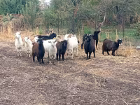 Koza, Alpine goat — foto 2