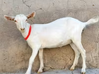 母山羊, Saanen goat — 照片 3