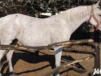 Stute, Lipizzaner — Foto 3