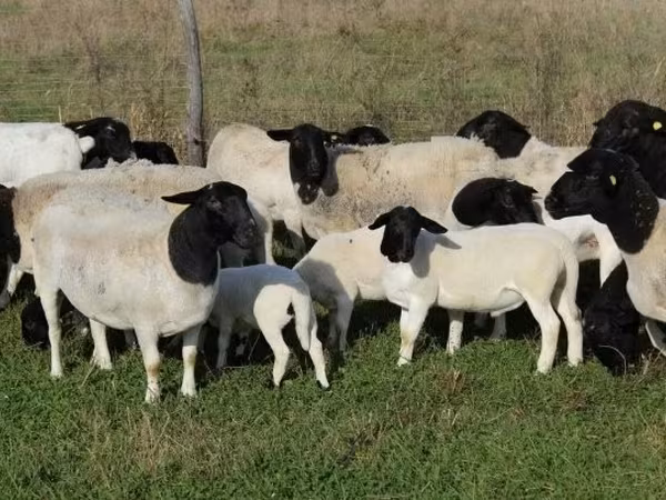 Sheep (batch, sex not specified), Dorper sheep