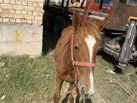 Cheval, Chilean horse — photo 2