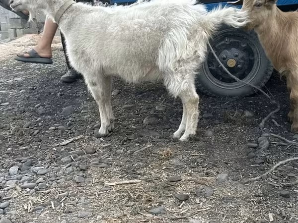 Cabra, Cabras