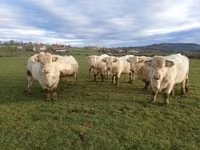 ثور, Charolais cattle — الصورة 1