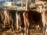 गाय, ब्राउन-माउंटेन — फ़ोटो 3