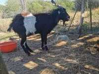 Bode, Pomellata goat — foto 1