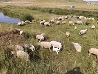母羊, Balbas sheep — 照片 1