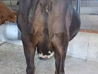 بقرة, الماشية — الصورة 3
