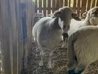 雌羊, Merinoland sheep — 写真 2