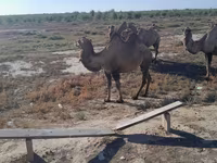 Kamelstute, Kazakh Bactrian camel — Foto 2