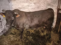 Bull, Charolais cattle — photo 8