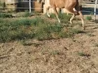 Klisna, Dutch warmblood horse — foto 7