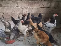 Chickens — photo 1