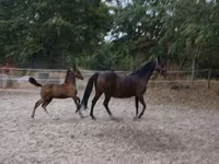 Кобила, Lipizzaner — фото 1