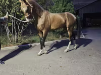 Caballo, Akhal-Teke — foto 1