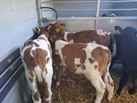Byk, Simmental cattle — zdjęcie 3