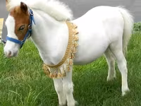公马, Miniature horse — 照片 3