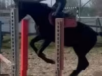 घोड़ा, Hungarian horse breed — फ़ोटो 7