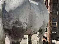 Cavalo, Vladimir heavy draft — foto 3
