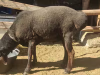 公羊, Blackheaded Persian sheep — 照片 1