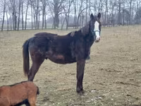 घोड़ा, Hungarian horse breed — फ़ोटो 1