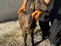 Dişi keçi, Kamori goats — foto 2