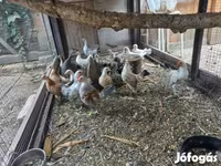 डच बैंटम — फ़ोटो 3