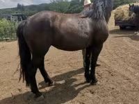 Stute, Međimurje horse — Foto 6