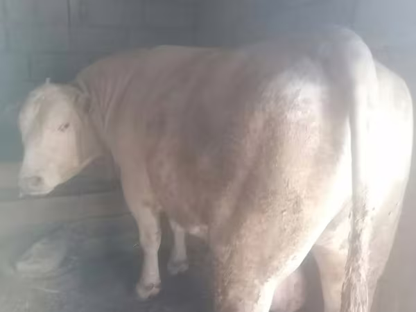 公牛, Auliyeatinskaya breed