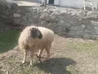 Ram, Blackheaded Persian sheep — photo 2