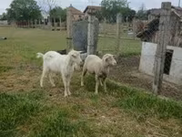 公羊, Merino sheep — 照片 2