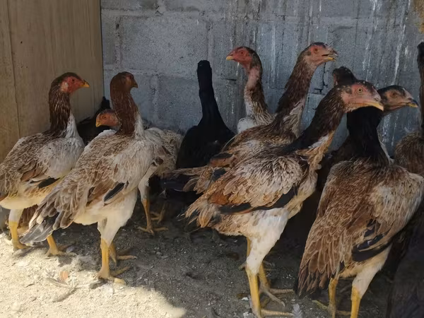 Ayam Cemani
