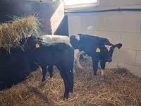Byk, Simmental cattle — zdjęcie 5
