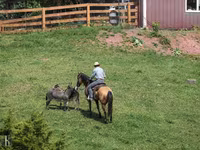Hengst, Quarter Horse — Foto 4