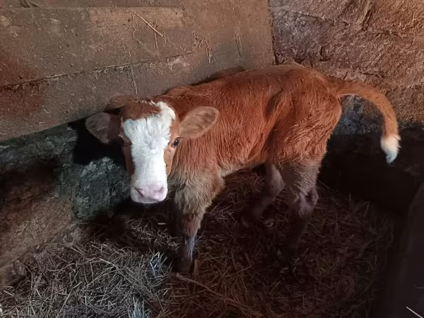 Cow, Simmental cattle
