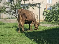 母牛, Swiss cattle — 照片 4