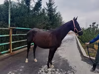 Yegua, Akhal-Teke — foto 4