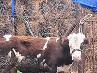 公牛, Red-spotted breed — 照片 4