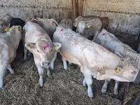 Бик, Charolais cattle — фото 3