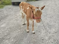 Vache, Vache rouge sans cornes — photo 1