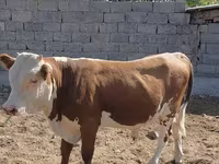 सांड, Swiss cattle — फ़ोटो 3
