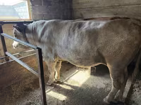 公牛, Cattle — 照片 3