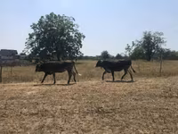 母牛, Brown Carpathian breed — 照片 2