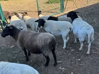 母羊, Dorper sheep — 照片 4