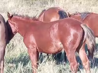 Kobyła, Kazakh horse — zdjęcie 4