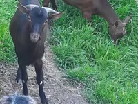 母山羊, Irish goat — 照片 3