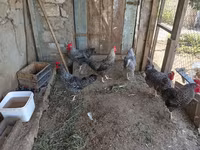 Chickens — foto 1