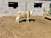 Taureau, Simmental cattle — photo 2